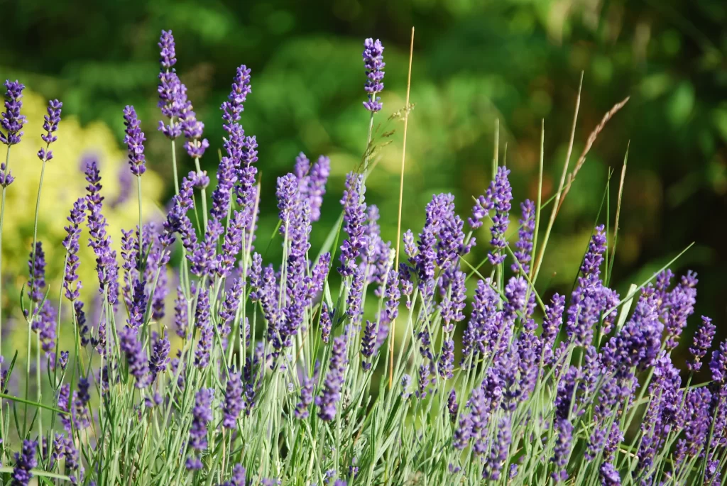 Purple Lavender Bloom Petals warm Greenery