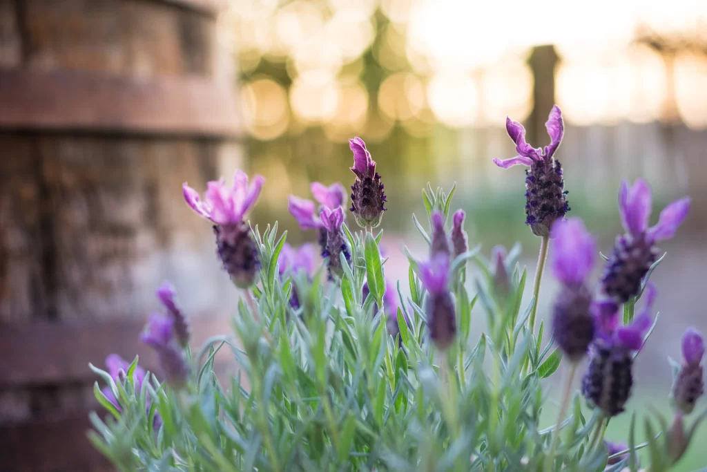 Purple Lavender Bloom Petals gray Greenery