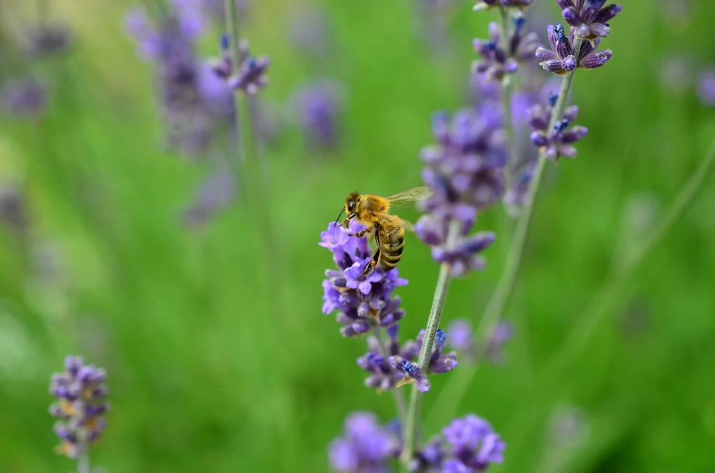 Purple Lavender Bloom Petals warm Bee