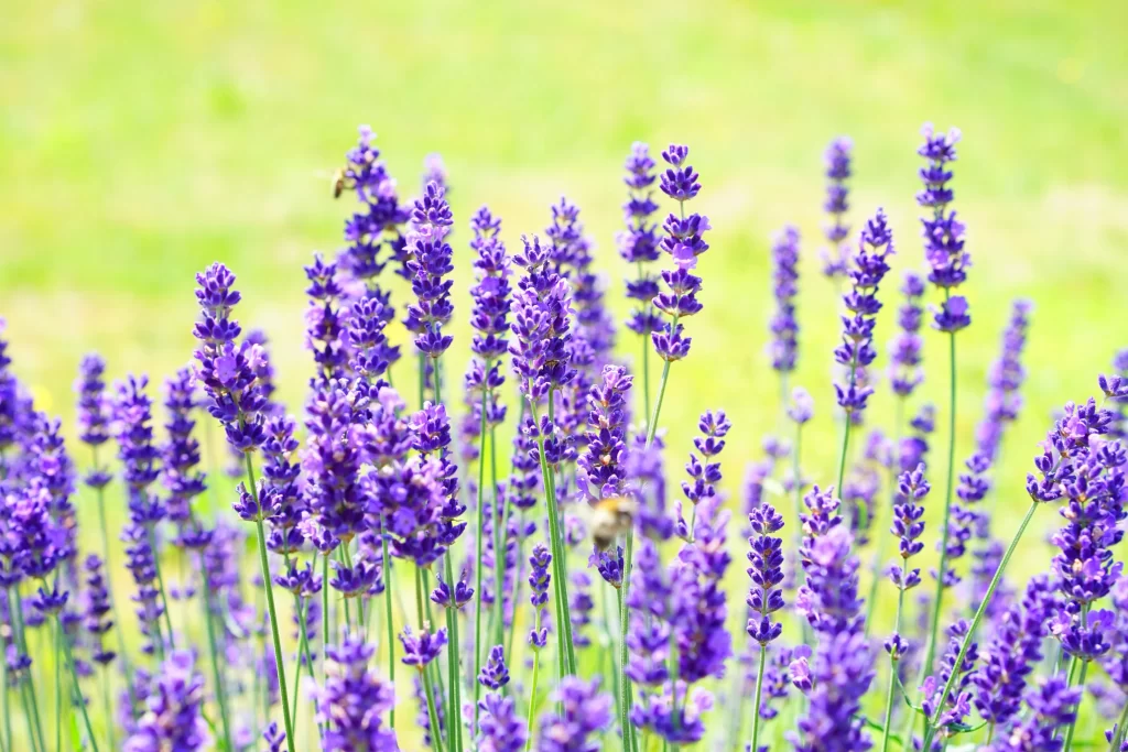 Purple Lavender Bloom Petals gray Field