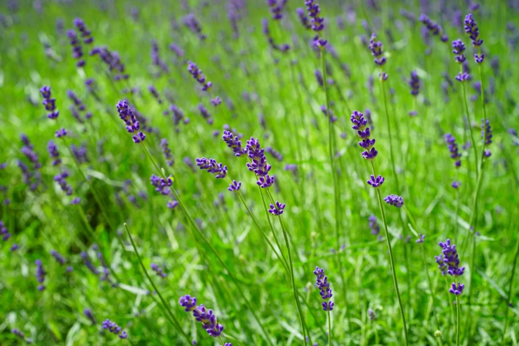 Purple Lavender Bloom Petals Greenery warm Field