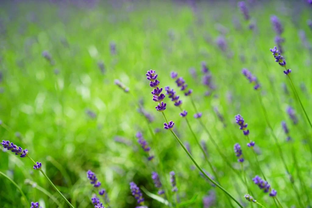 Purple Lavender Bloom Petals Greenery warm Field