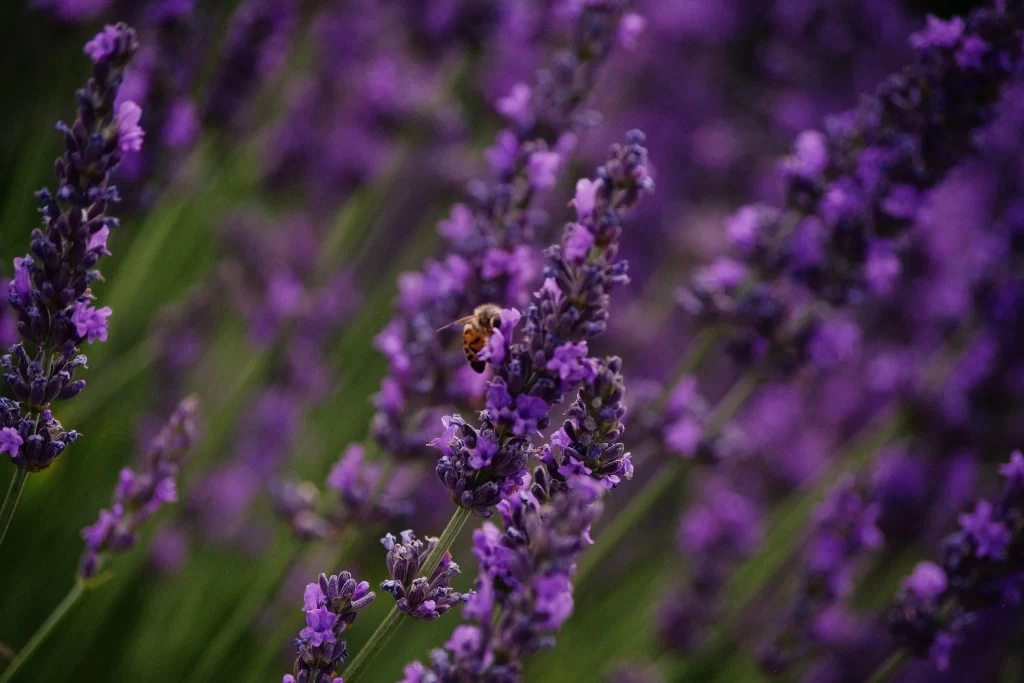 Purple Lavender Bloom Petals gray Bee