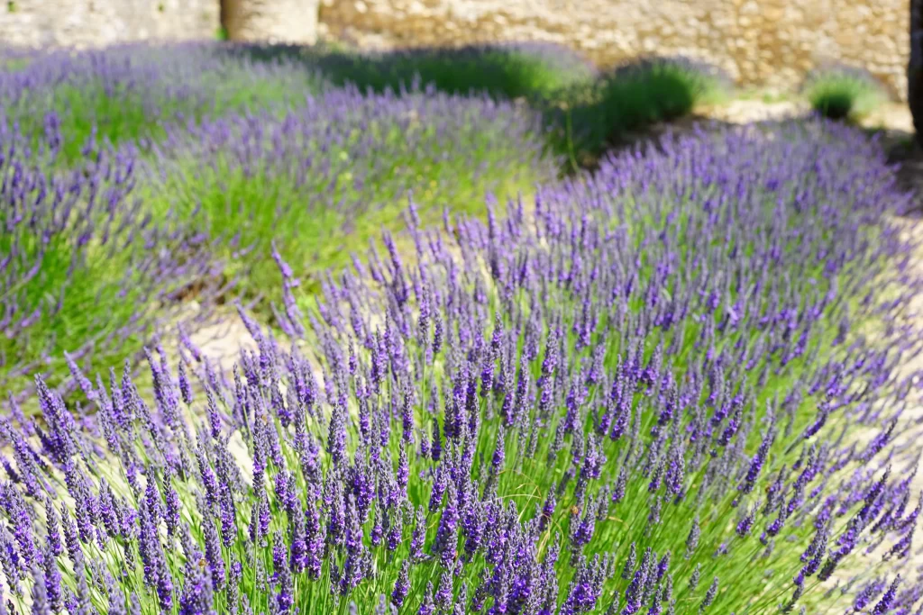 Purple Lavender Bloom Petals Greenery gray Sunlight