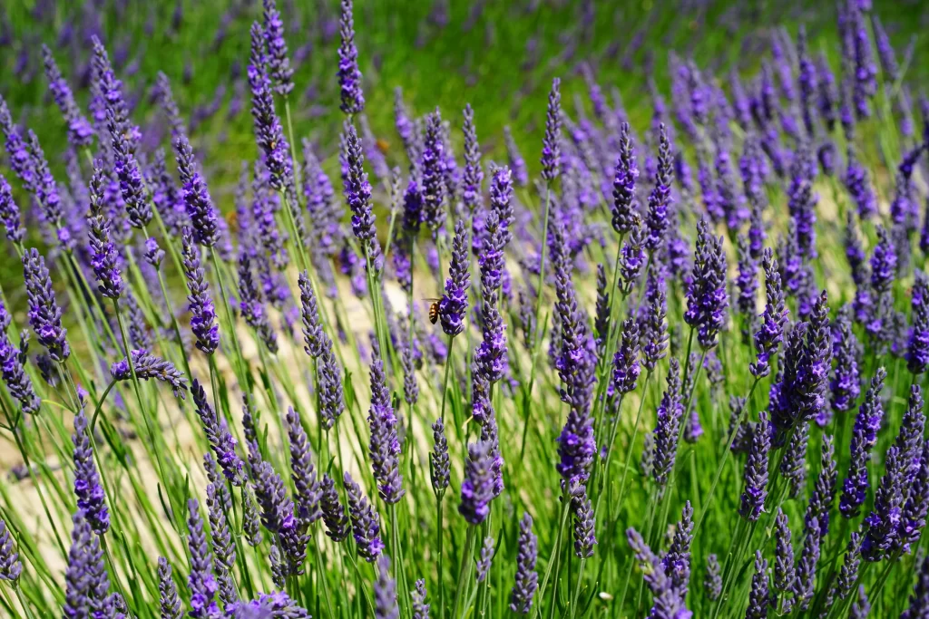 Purple Lavender Bloom Petals gray Field
