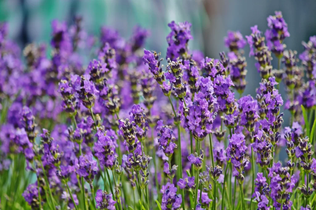 Purple Lavender Bloom Petals Green gray Stems
