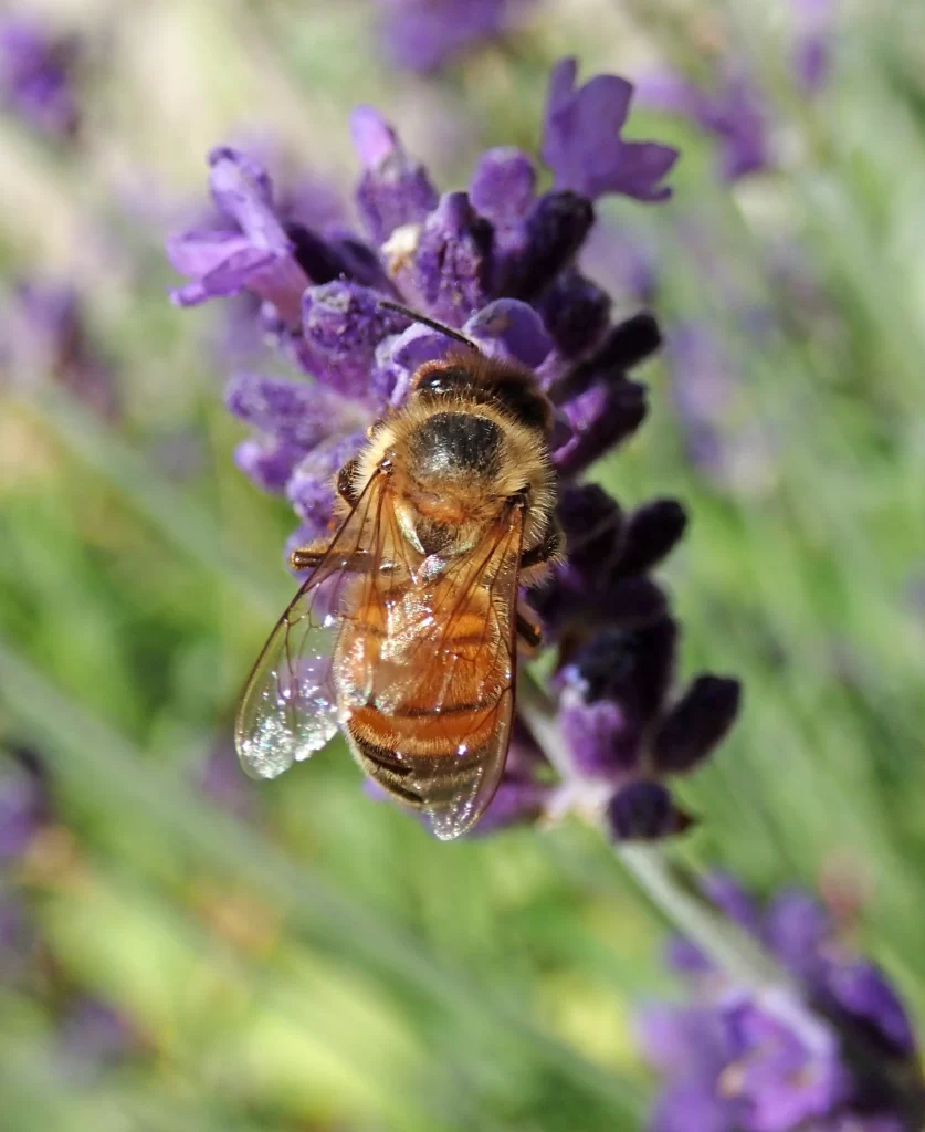Purple Lavender Bloom Petals gray Bee
