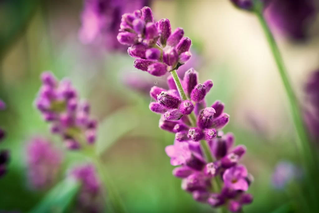 Purple Lavender Bloom Petals gray Greenery