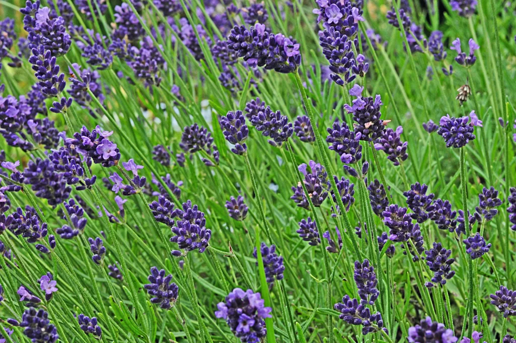 Purple Lavender Bloom Petals Green warm Stems