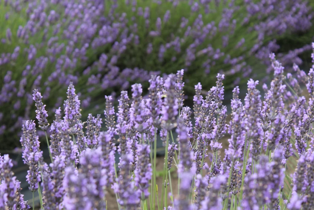 Purple Lavender Bloom Petals gray Field