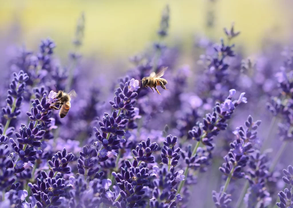 Purple Lavender Bloom Petals Bees Field