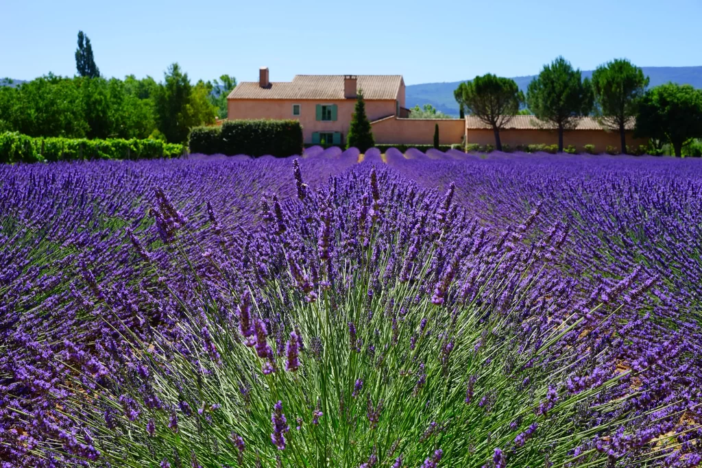 Purple Lavender Bloom Petals Field gray Greenery