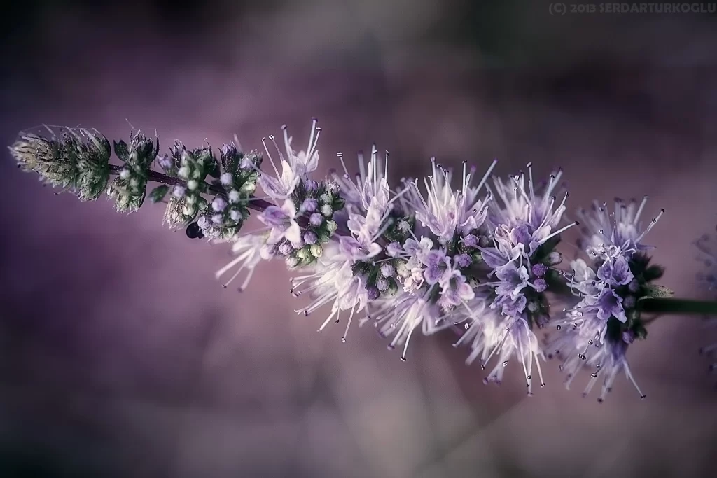 Purple Lavender Bloom Petals Stamen Green