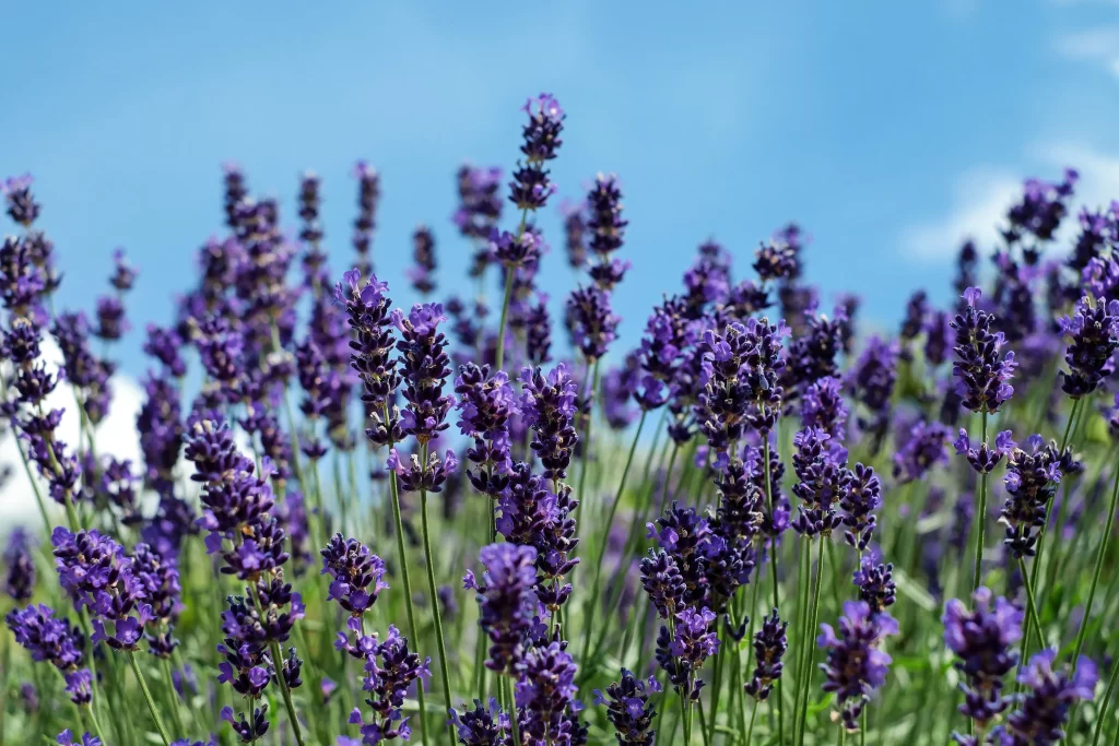 Purple Lavender Bloom Petals Sky
