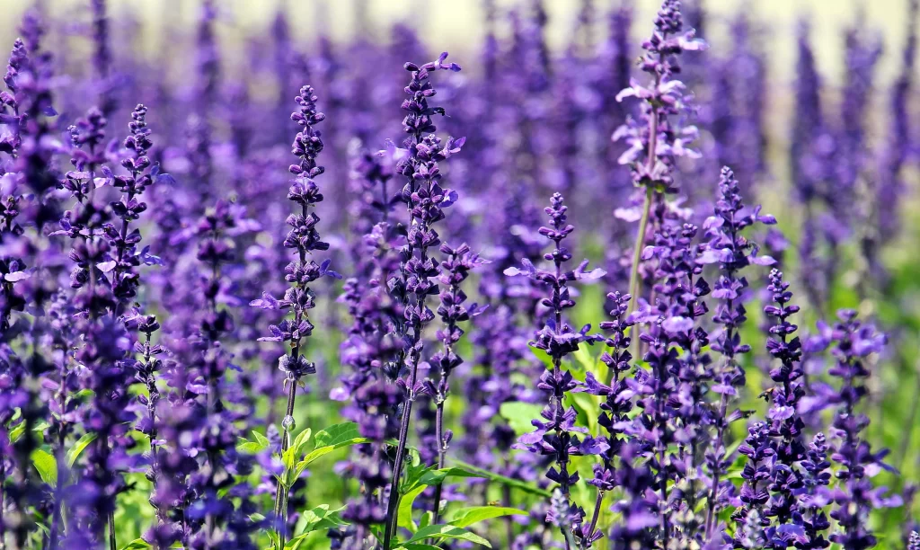 Purple Lavender Bloom Petals cool Field