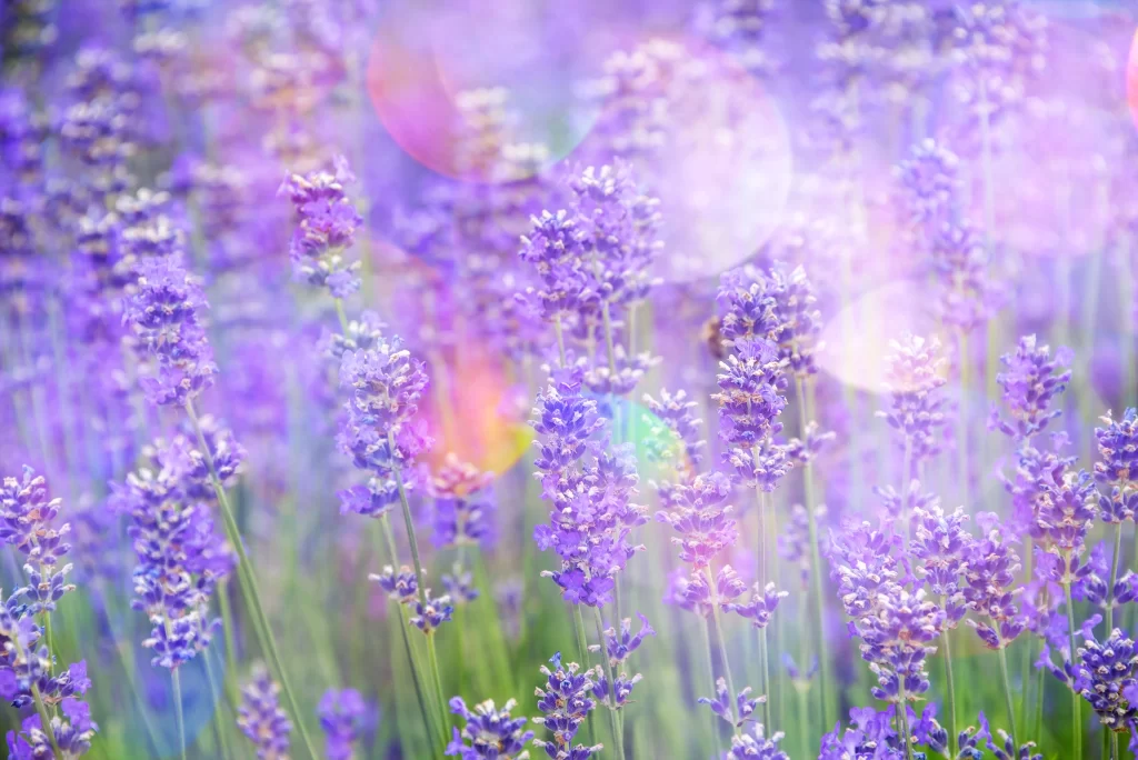 Purple Lavender Bloom Petals cool Field
