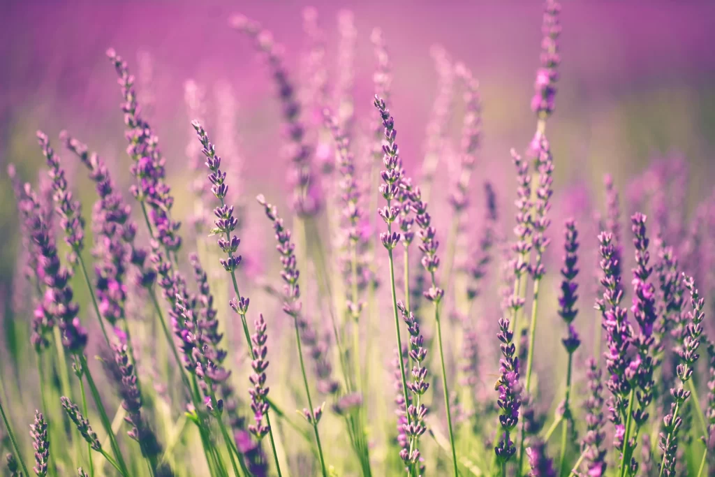 Purple Lavender Bloom Petals warm Field