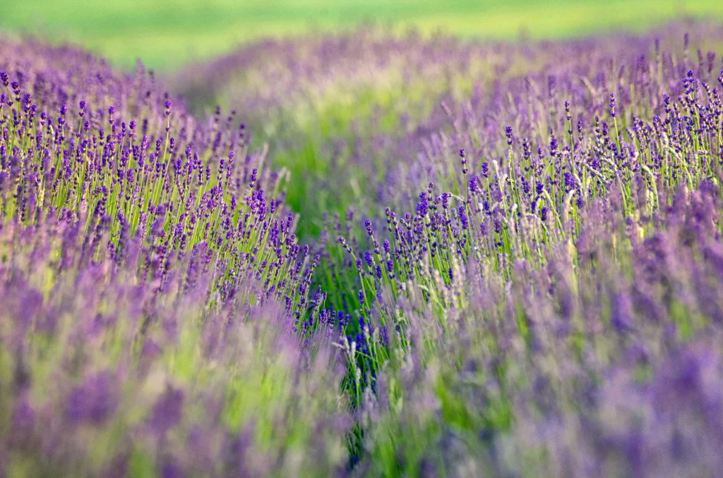 Purple Lavender Bloom Petals gray Field