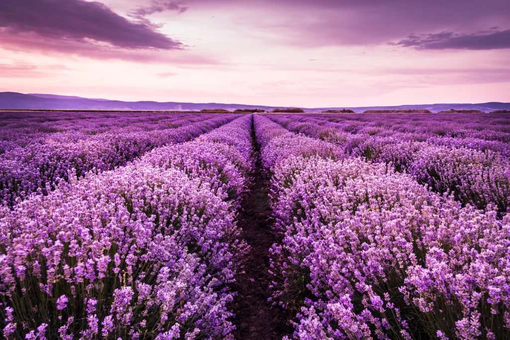 Purple Lavender Bloom Petals Field Sky