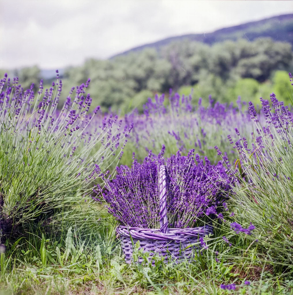 Purple Lavender Bloom Petals Basket Field