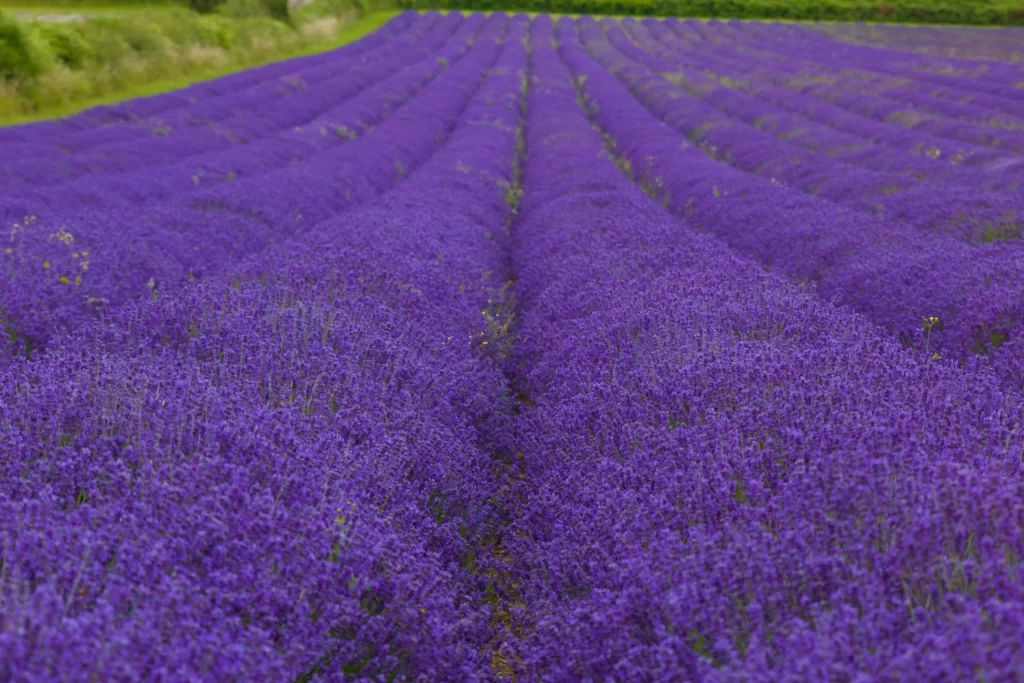 Purple Lavender Bloom Rows Dense Green