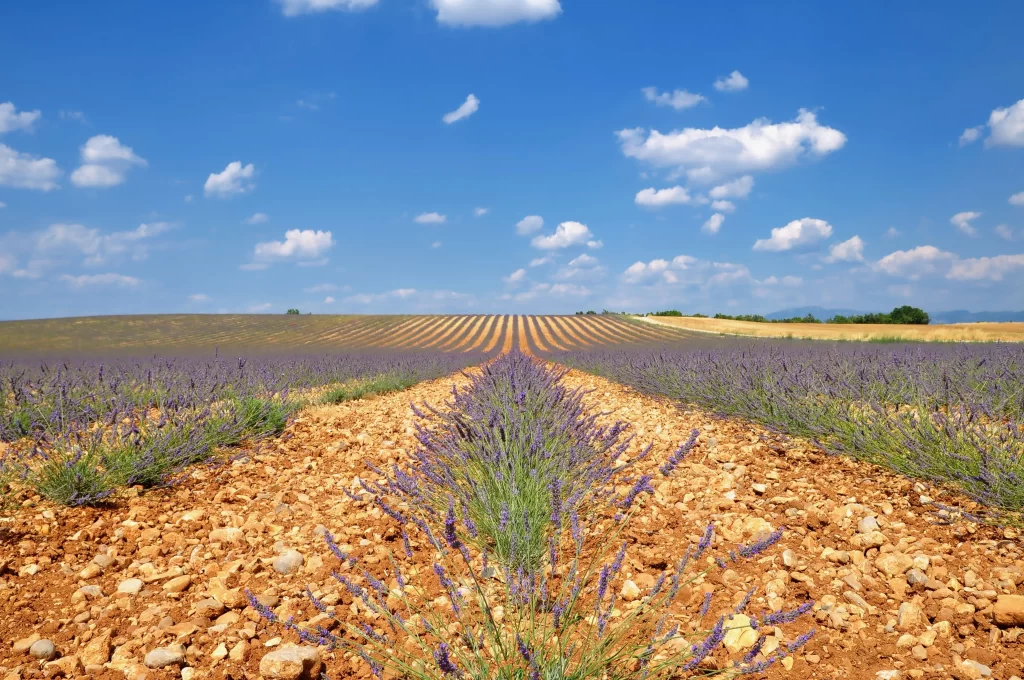Purple Lavender Bloom Rows Blue Sky
