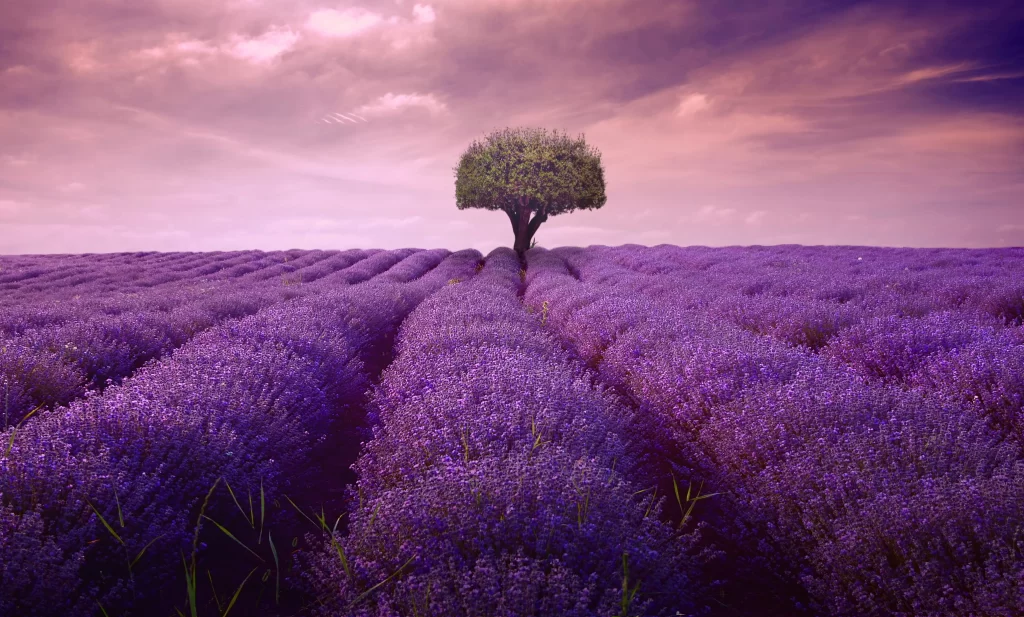 Purple Lavender Bloom Rows Tree Sky