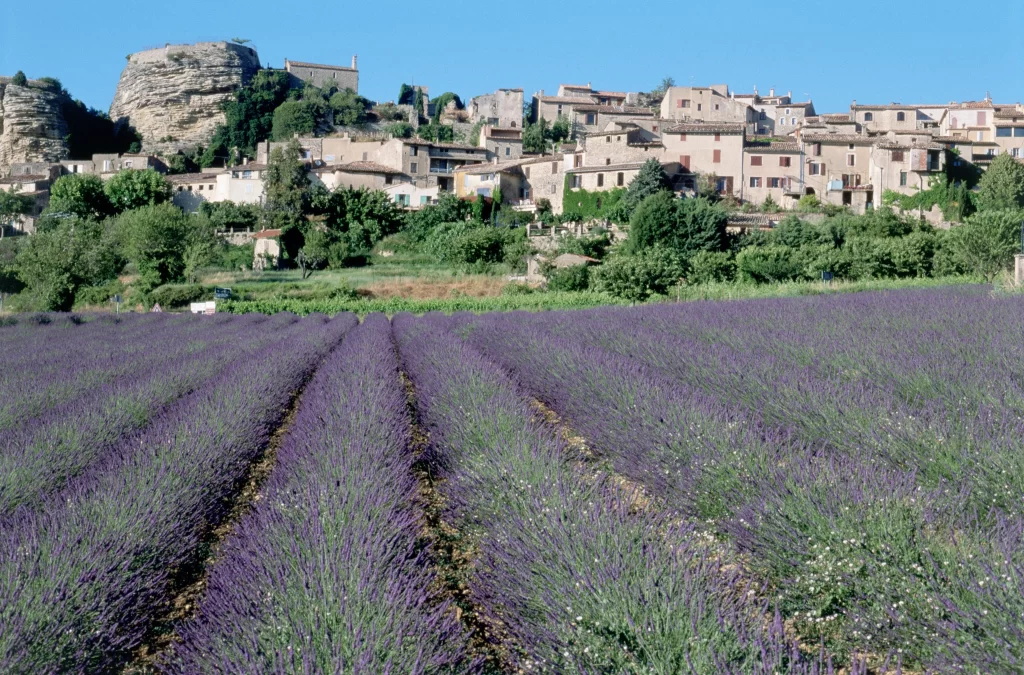 Purple Lavender Bloom Rows Greenery Hillside