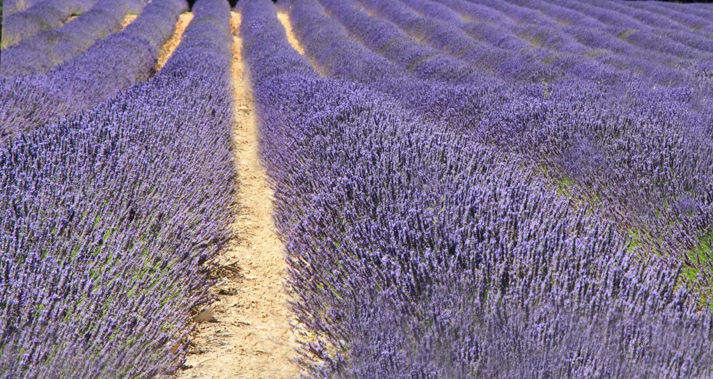Purple Lavender Bloom Rows Pathway