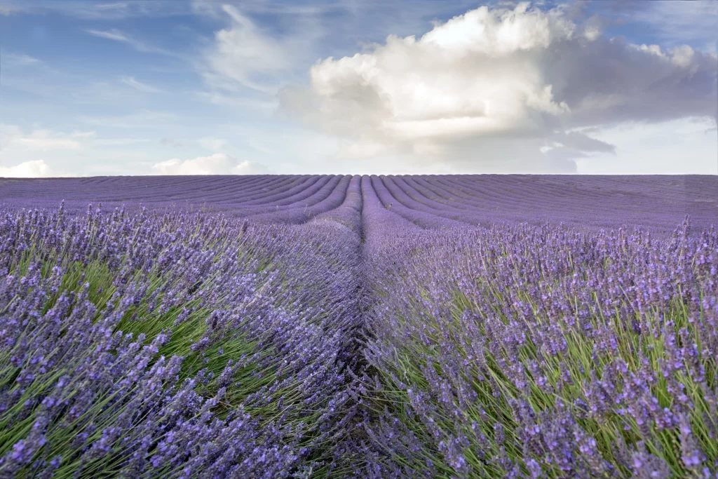 Purple Lavender Bloom Rows Green Stems Blue Sky Clouds