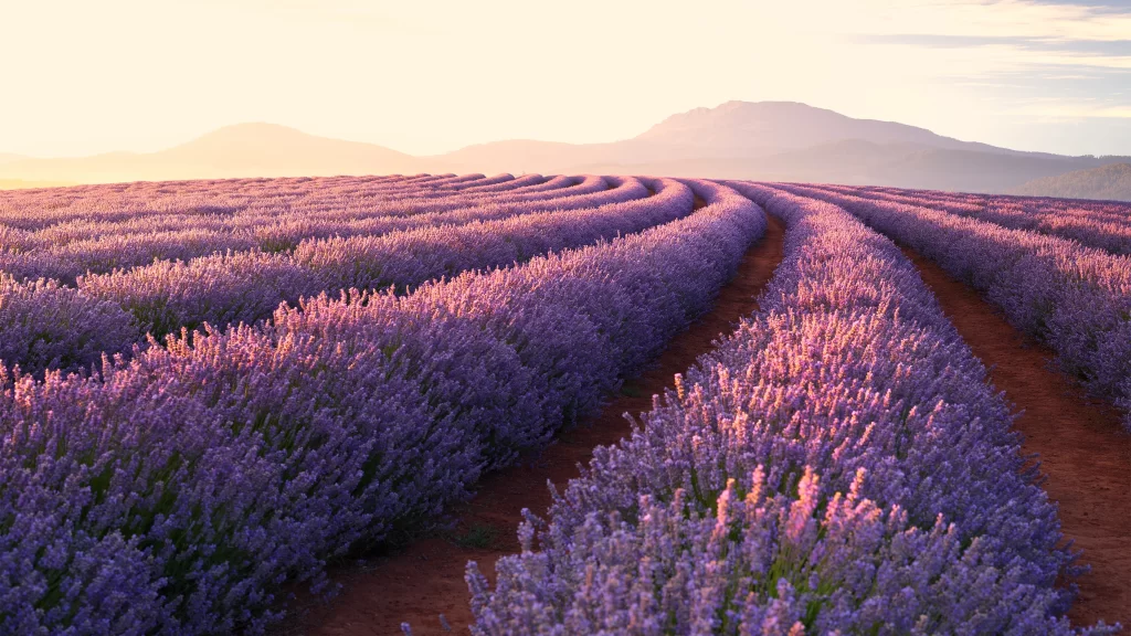 Purple Lavender Bloom Rows Hills Sunset