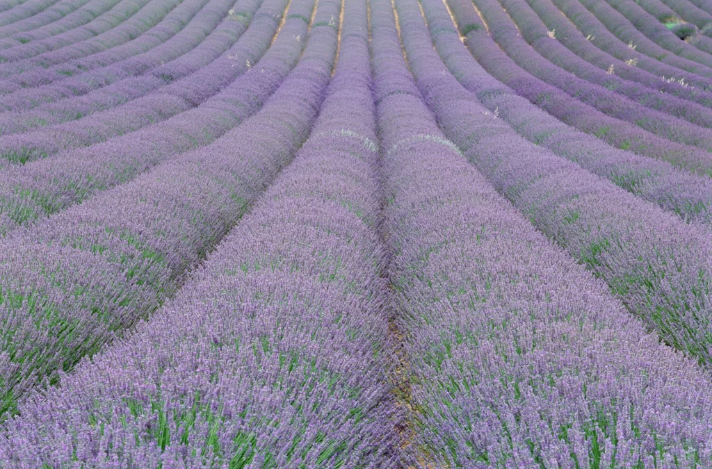 Purple Lavender Bloom Rows Greenery
