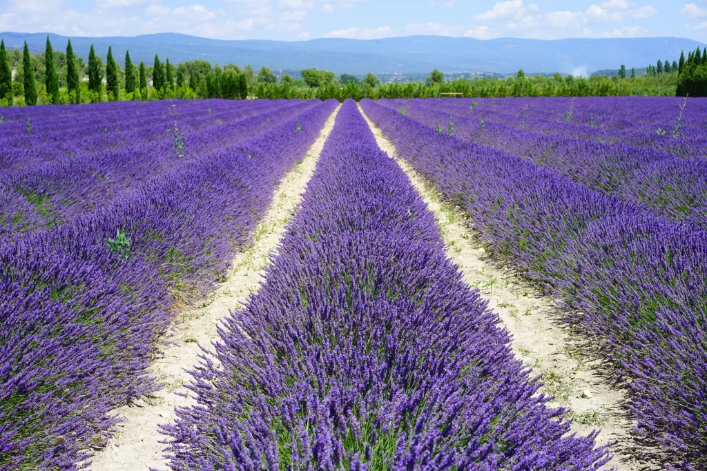 Purple Lavender Bloom Rows Greenery Hills
