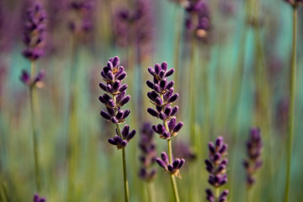 Purple Lavender Bloom Stalks gray Greenery