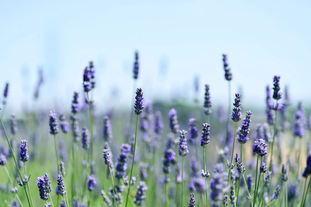 Purple Lavender Bloom Stalks gray Greenery