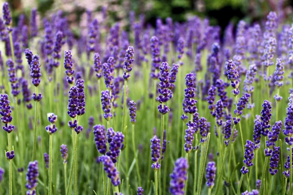 Purple Lavender Bloom Stalks gray Greenery