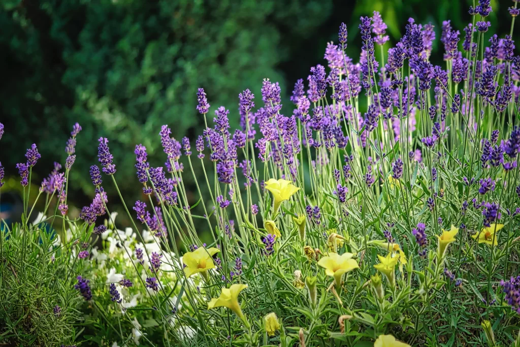 Purple Lavender Bloom Stalks Yellow Flowers Greenery