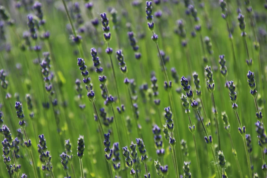 Purple Lavender Bloom Stalks Greenery warm Field