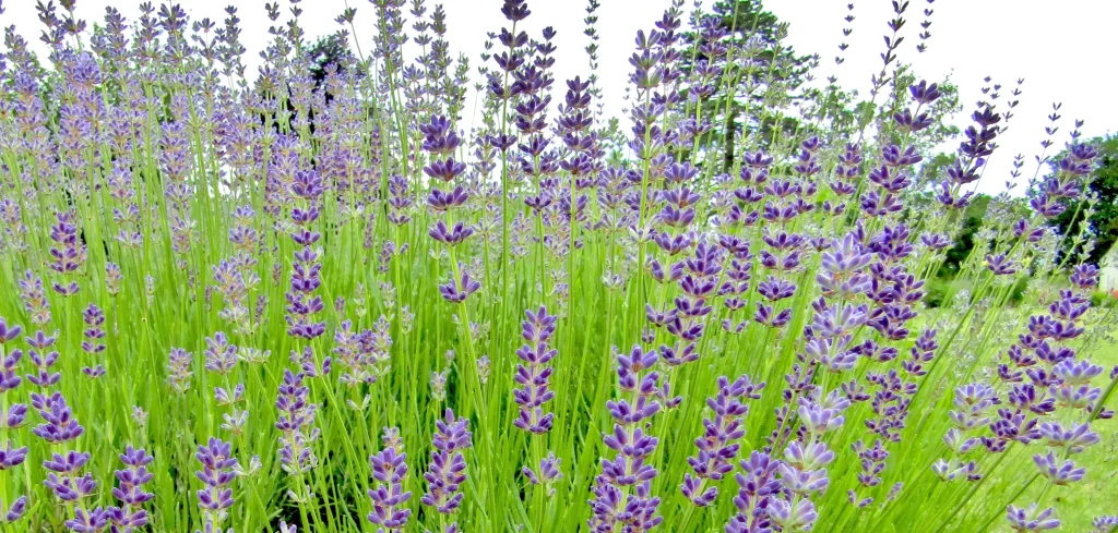 Purple Lavender Bloom Stalks Green warm Leaves