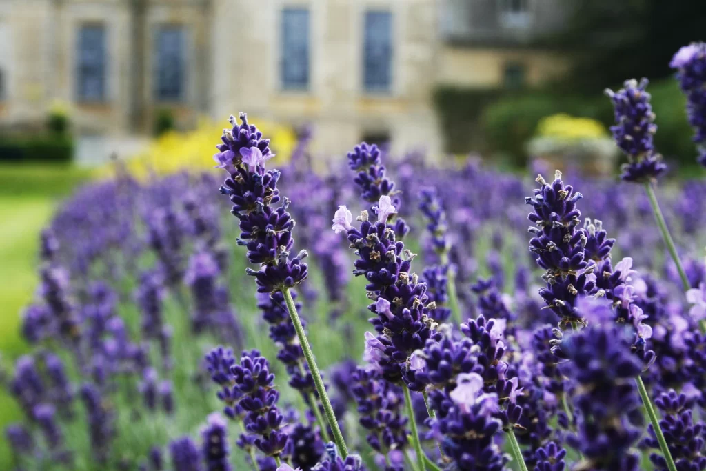 Purple Lavender Bloom Stalks gray Greenery