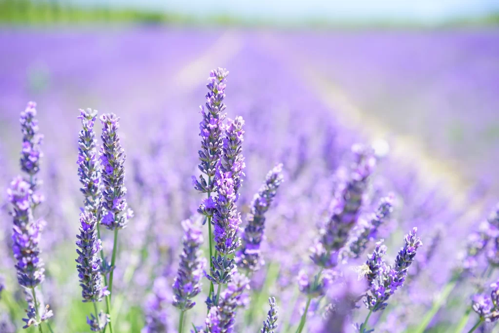 Purple Lavender Bloom Stalks cool Field