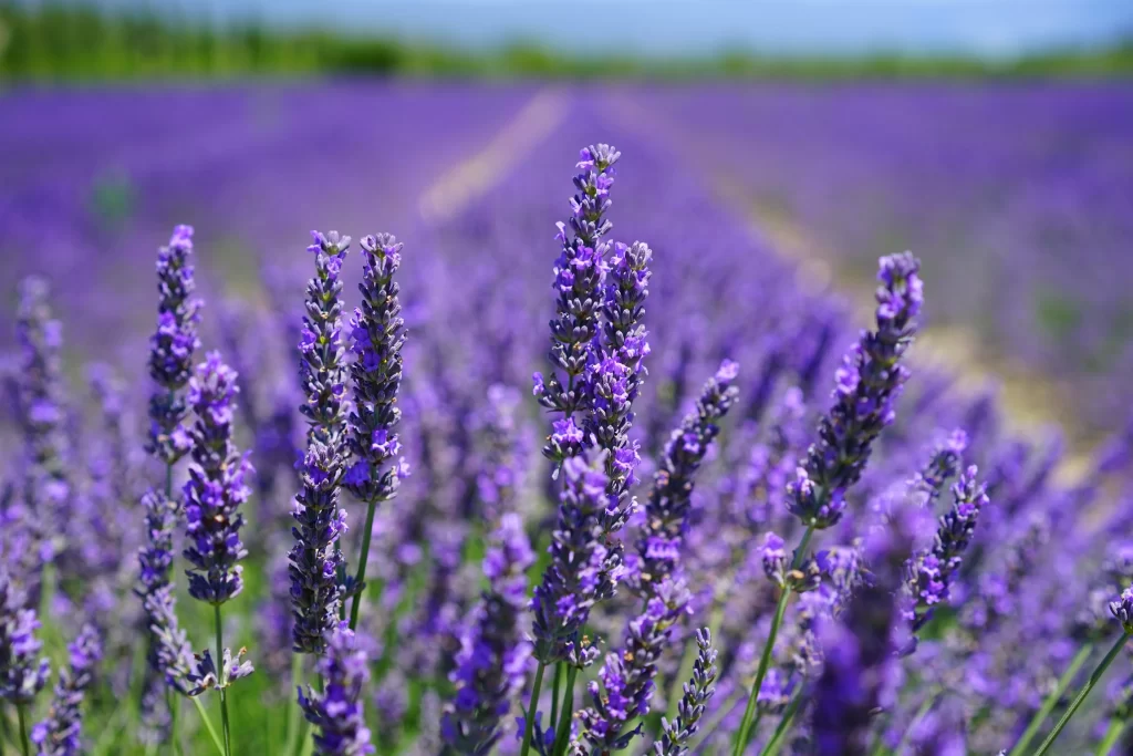 Purple Lavender Bloom Stalks cool Field