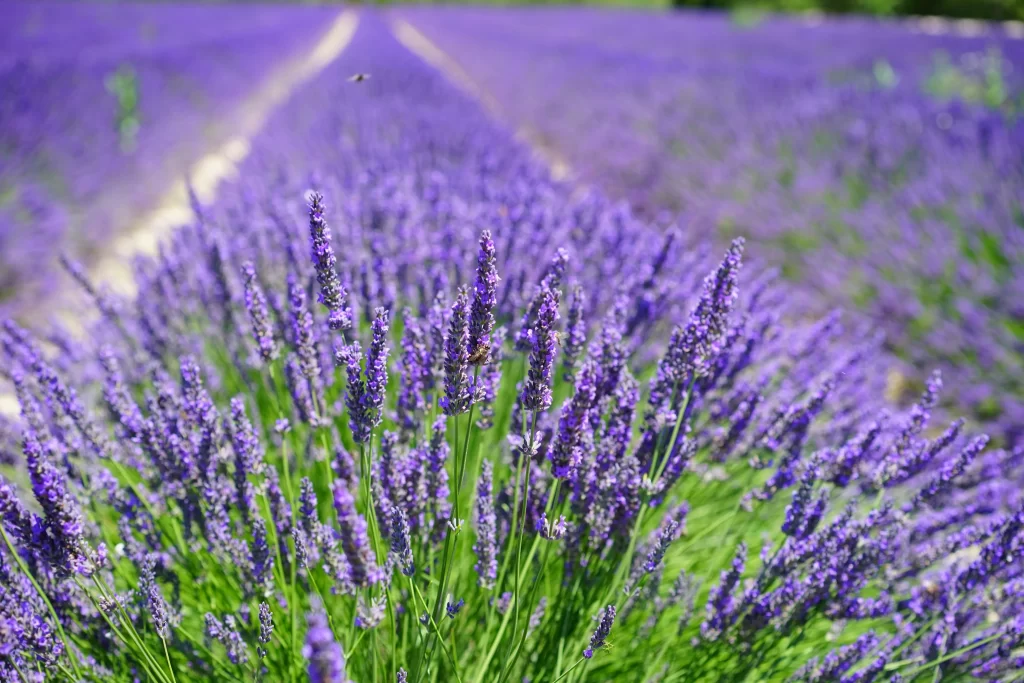 Purple Lavender Bloom Stalks Green gray Leaves