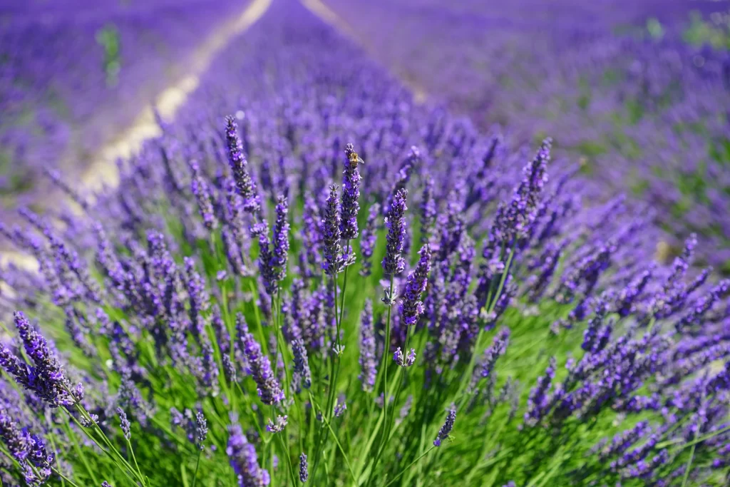Purple Lavender Bloom Stalks Green gray Leaves