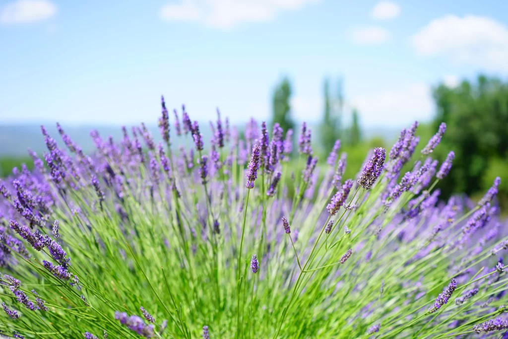 Purple Lavender Bloom Stalks Green gray Leaves