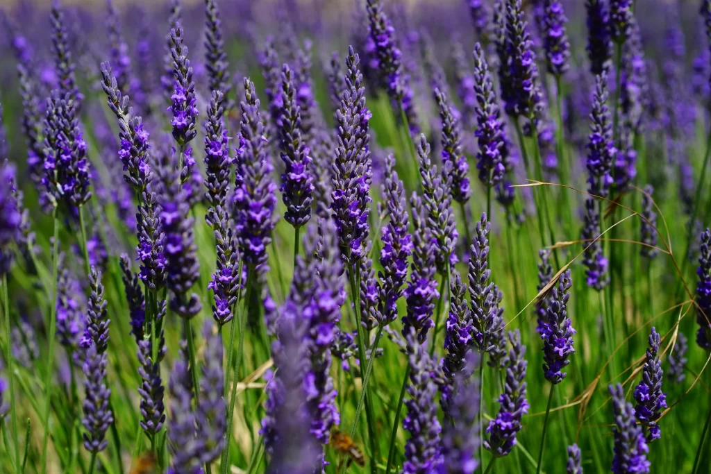 Purple Lavender Bloom Stalks gray Greenery
