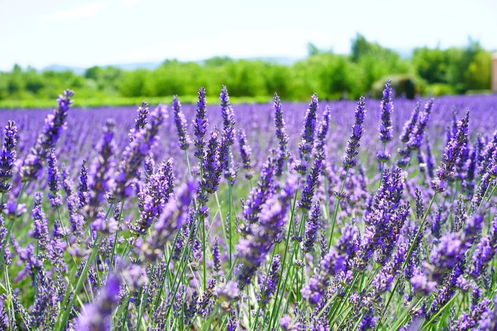 Purple Lavender Bloom Stalks Field gray Greenery