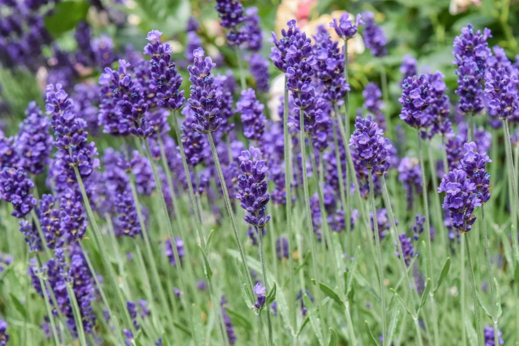 Purple Lavender Bloom Stalks Green gray Leaves