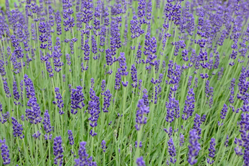 Purple Lavender Bloom Stalks Green gray Leaves