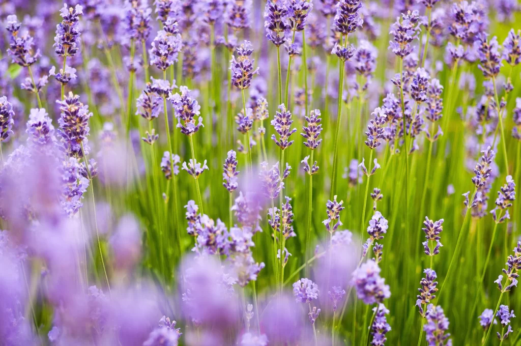 Purple Lavender Bloom Stalks Green